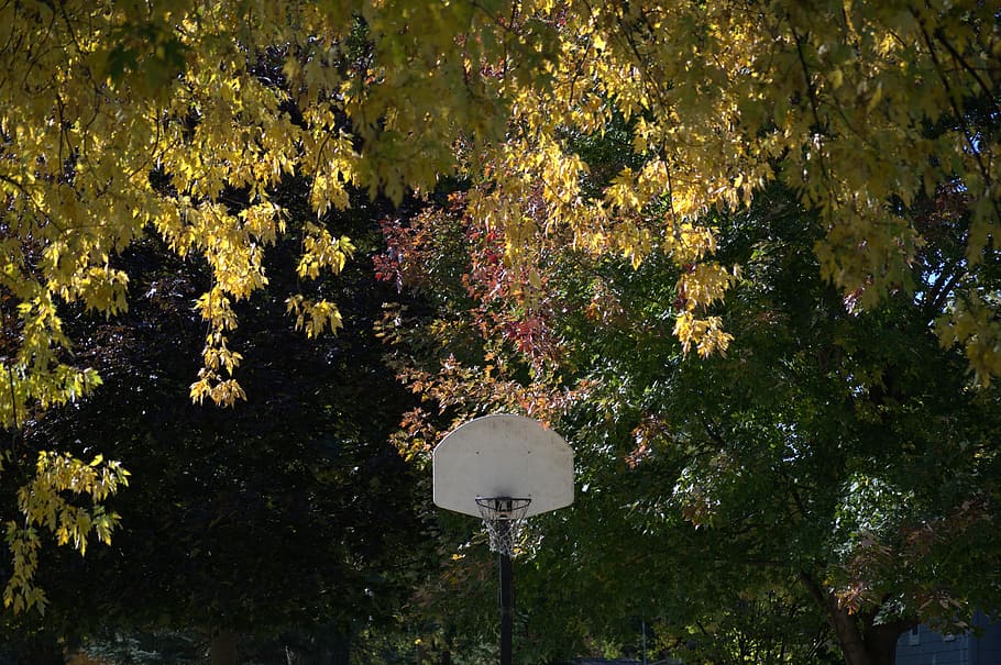 フープ, バスケット, バスケットボール, 葉, まだ, 秋, 色, 木, 枝, 背板