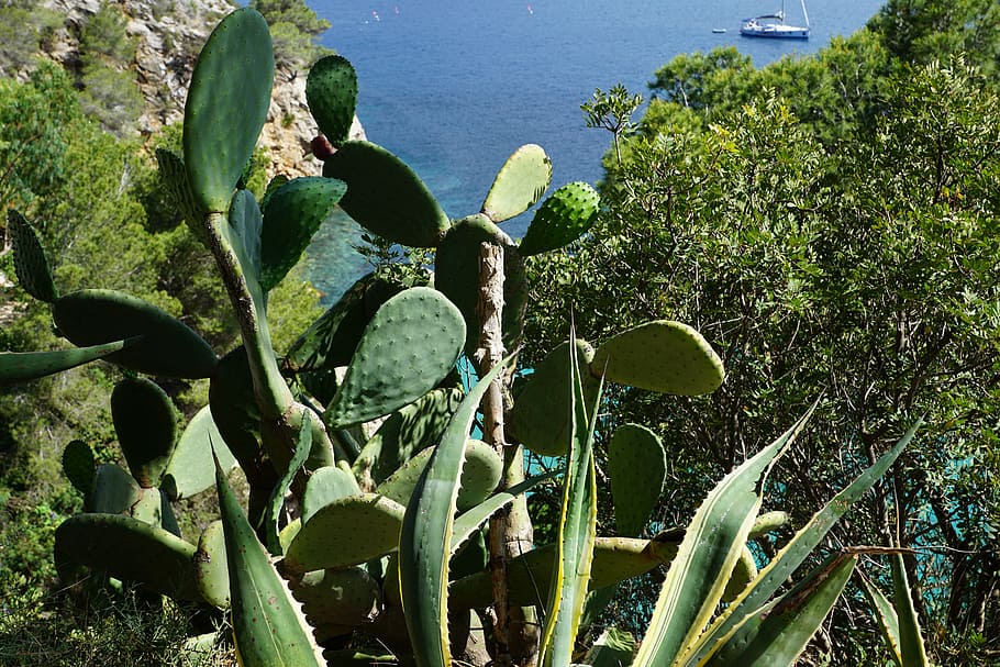 cactus, ibiza, reservado, barcos, mar, agua, planta, crecimiento, color verde, planta suculenta