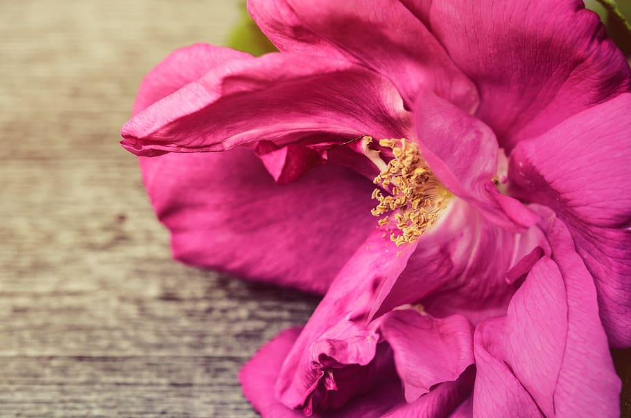 バラ 花びら ピンク 背景 木製 木材 板 花 植物 開花植物 Pxfuel