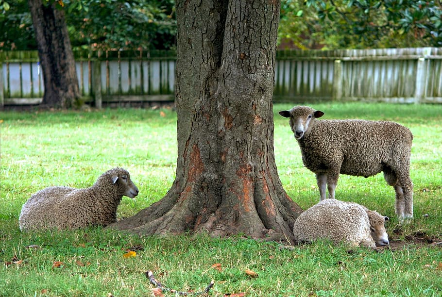 羊, 家畜, 哺乳類, 群れ, 座って, 木, 草, 緑, 牧草地, 放牧