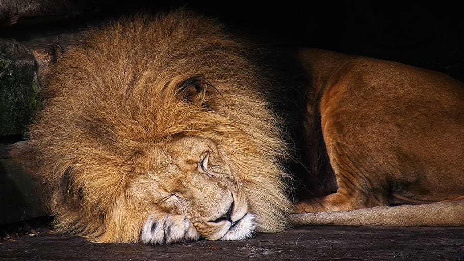 león dormido, león, animal, rey de las bestias, animales salvajes, gato, macho, parque de vida silvestre, dormido, retrato de animal