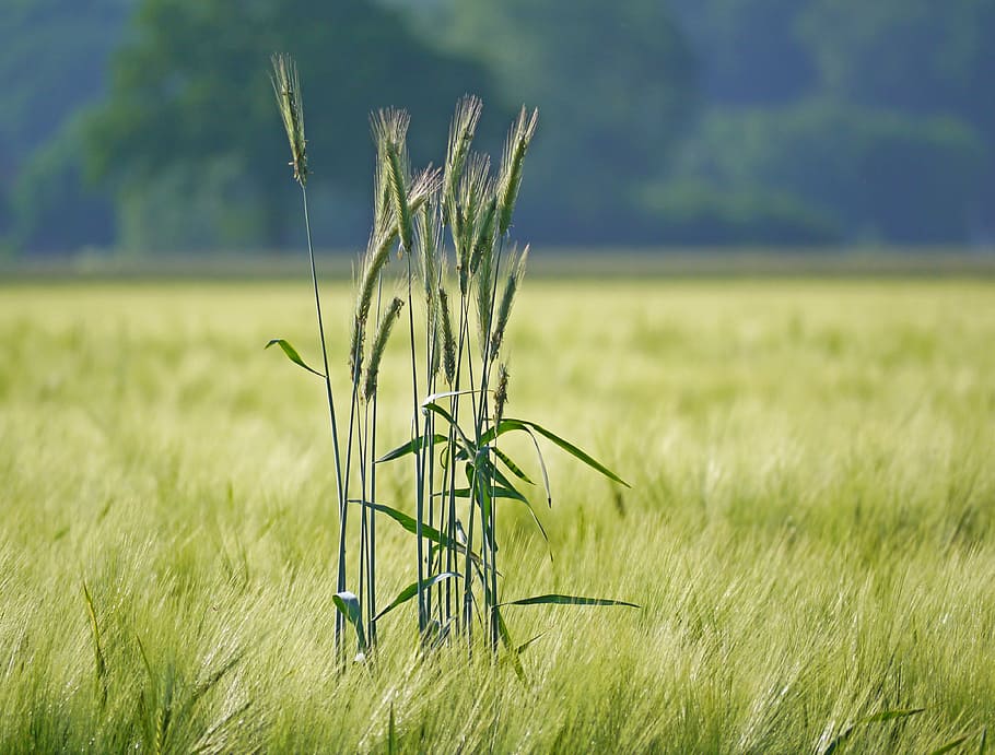 rye in barley field, outstanding, spike, cereals, agriculture, cornfield, grain, cereal plant, field, crop