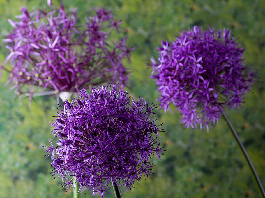 zierknoblach, ornamental onion, flower garden, flowers, macro, giant ornamental allium, flower, purple, flowering plant, plant
