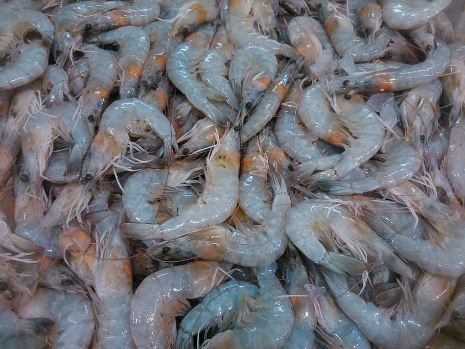 shrimp, fauna, food, lunch, asian, cuisine, meal, seafood, traditional, dish
