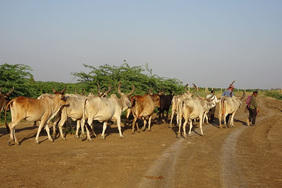 ternak, sapi, kawanan, penggembala, termasuk keluarga sapi, perah, susu, padang rumput, penggembalaan, kepulangan