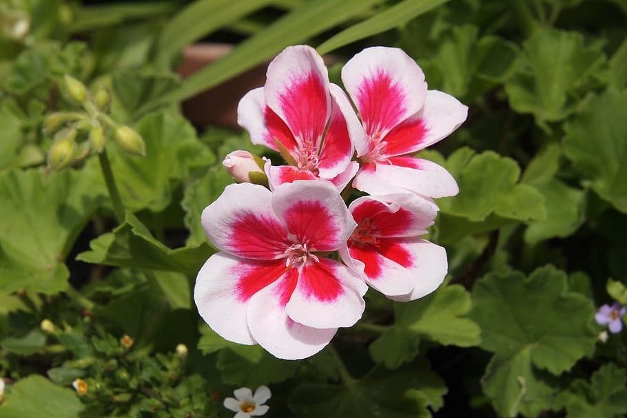 geranio, pelargonium, rosa, blanco, flor, cereza, floración, planta  floreciendo, belleza en la naturaleza, fragilidad | Pxfuel