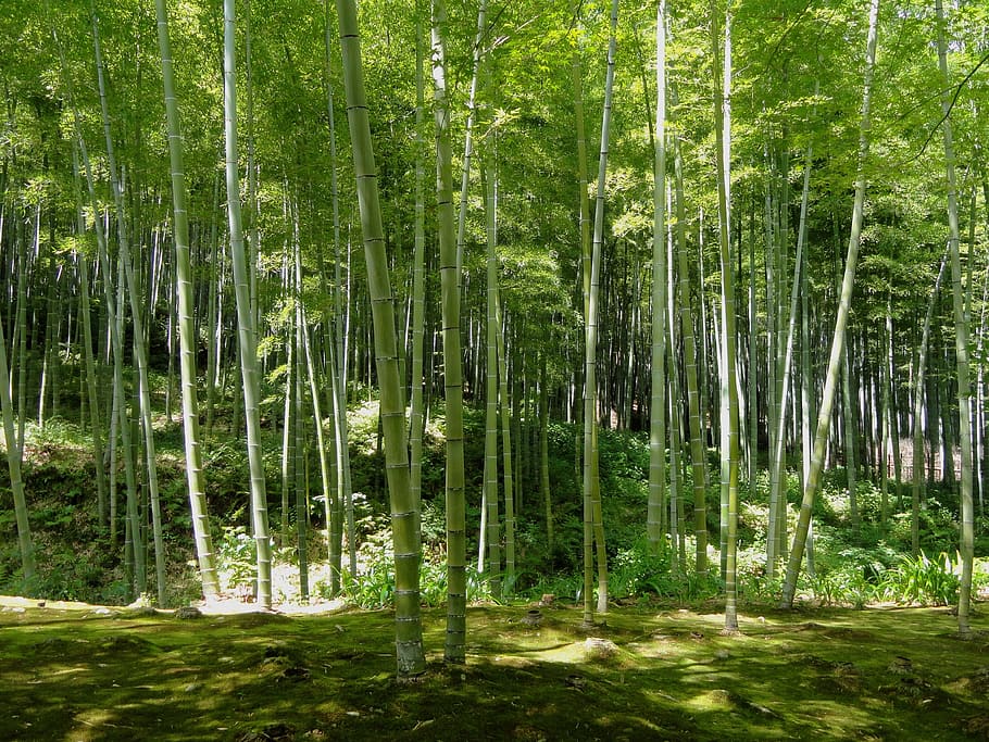 green, tree, ray, light, daytime, green tree, ray of light, kyoto, japan, bamboo