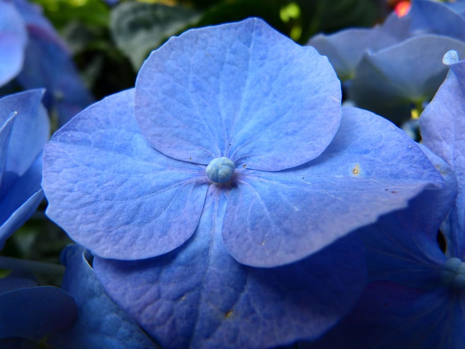 hydrangea, flower, blossom, bloom, blue, greenhouse hydrangea, hydrangeaceae, ornamental shrub, hydrangea macrophylla, bale stock