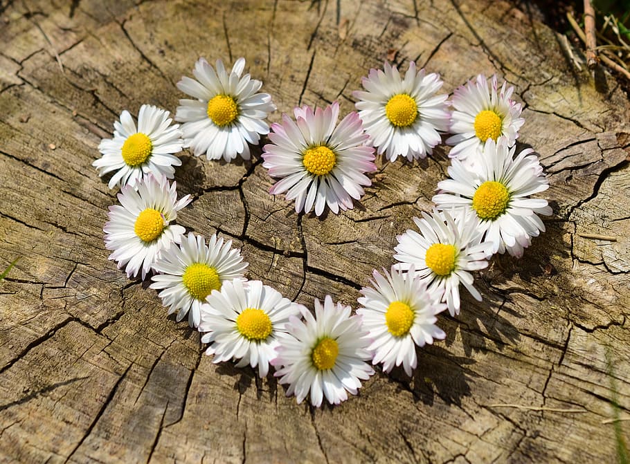 blower heart decor, tree stump, daisy, heart, flowers, flower heart, spring, heart shaped, love, garden
