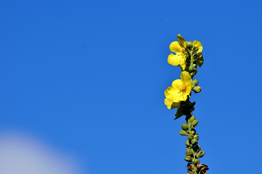 mullein, yellow, nature, flower, plant, flowers, wild plant, pointed flower, medicinal plant, yellow flowers