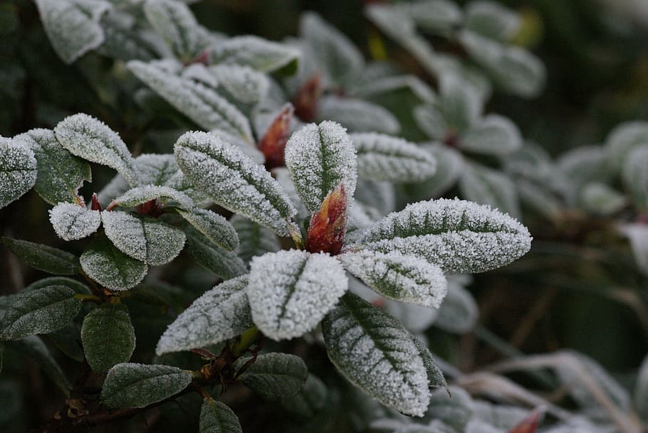 winter, frost, frozen, zing rain, leaves, button, rhododendron, plant, cold temperature, nature