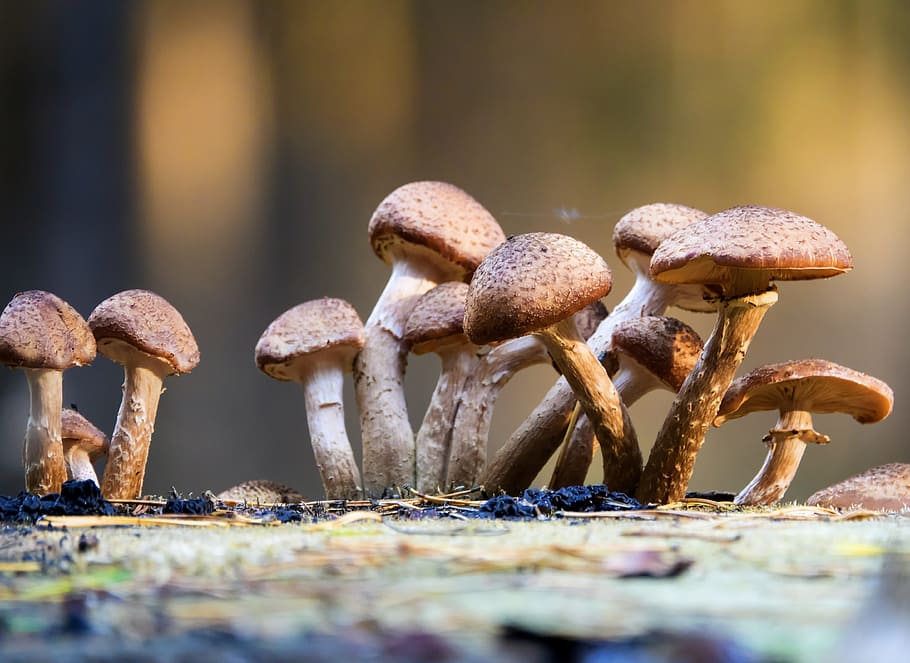 mushroom, rac, cap, toadstool, wood, moss, wild, food, close-up, fungus