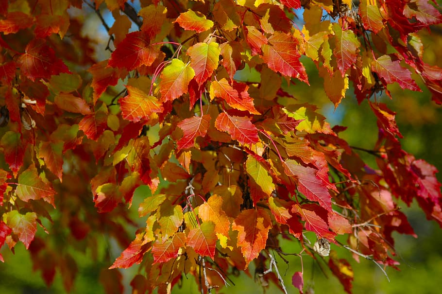 merah, kuning, daun, closeup, fotografi, pohon, jatuh, oranye, daun jatuh, musim gugur