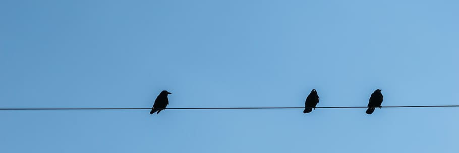 tiga, hitam, burung, bertengger, kabel listrik, menatap, bertahan, hewan, biru, tempat peristirahatan