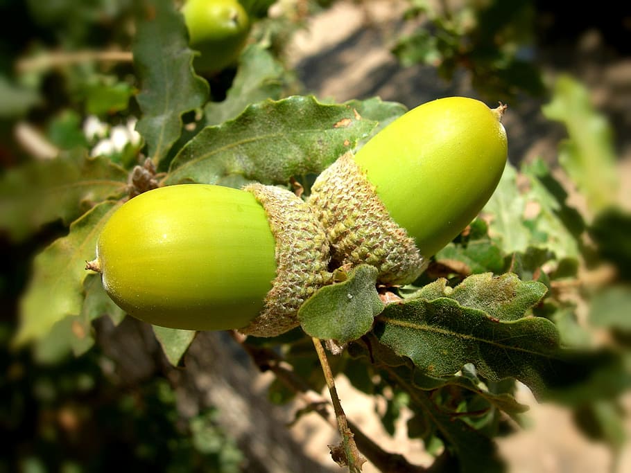 acorns, oak, tree, summer, green, green color, fruit, food, food and drink, healthy eating
