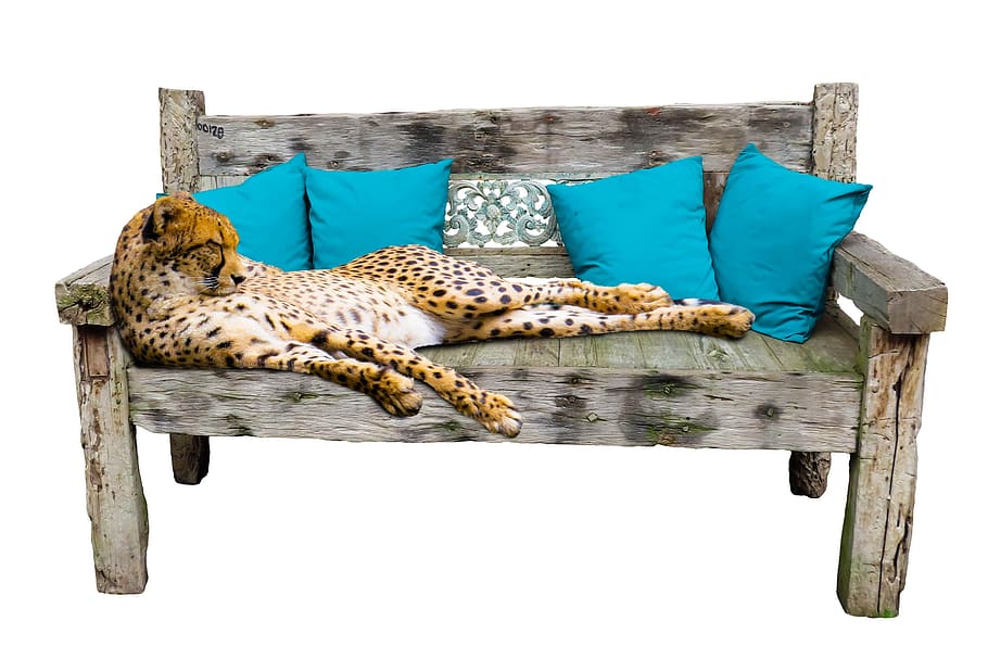 animals, cheetah, bank, break, wooden bench, predator, relaxation, pillow, concerns, isolated