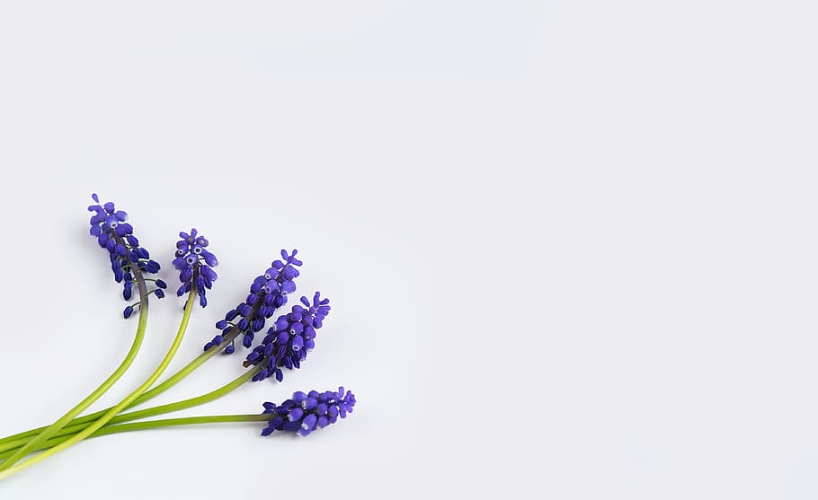 five lavender flowers, lavender, flower, grape-hyacinth, blue, spring, hyacinth, muscari, three, pointed flower