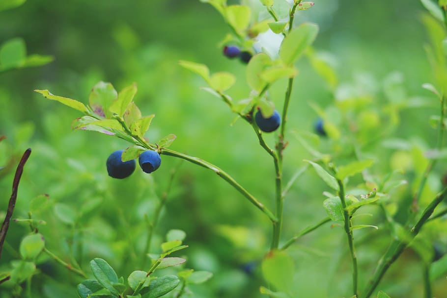 blueberry, memetik, sehat, vitamin, biru, konsumsi segar, alam, buah-buahan, manis, matang
