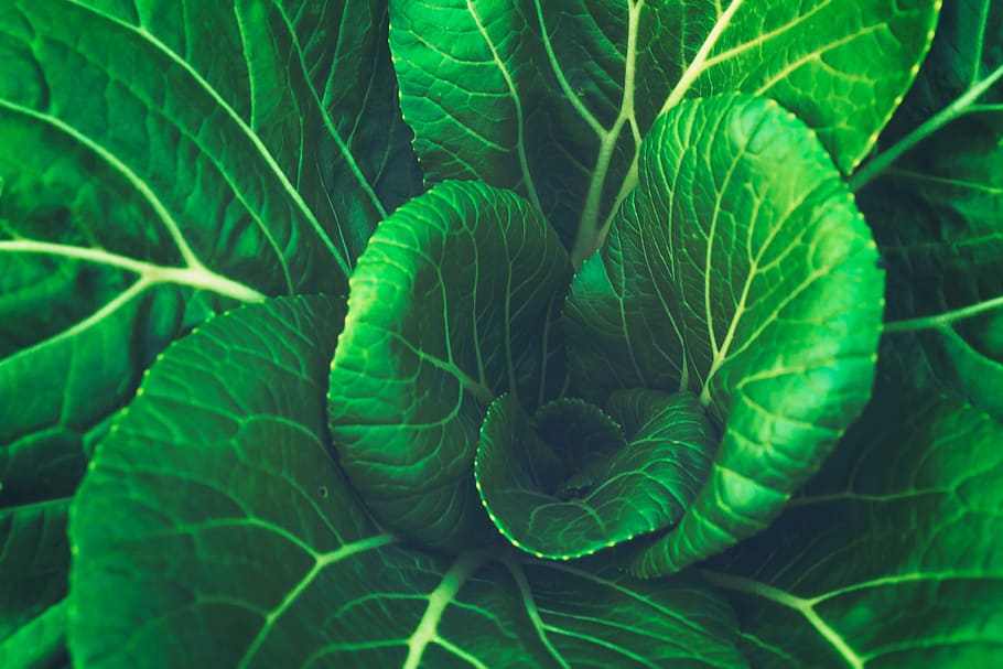 green, leaf plant, closeup, photography, leaf, vegetable, cabbage, green color, plant part, growth