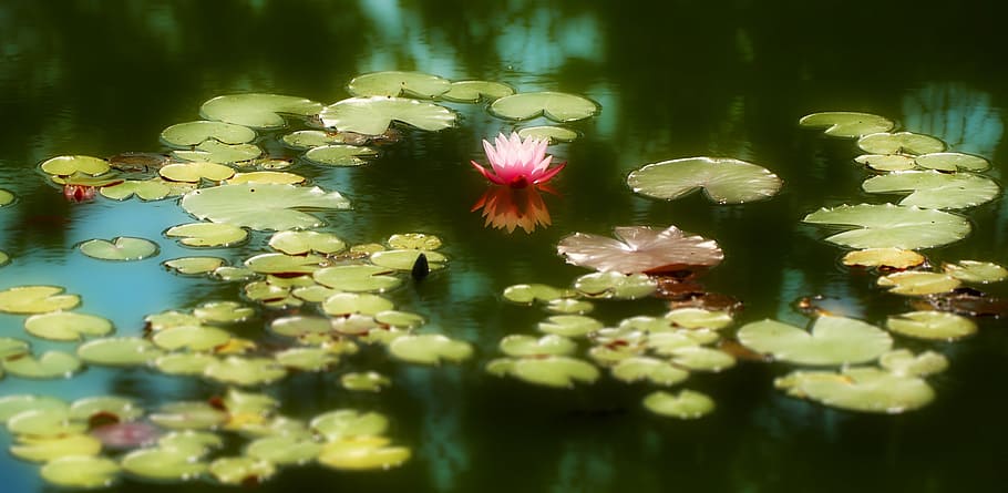 pond, aquatic plant, nature, pink, white, nuphar lutea, green, flower, garden, mirroring