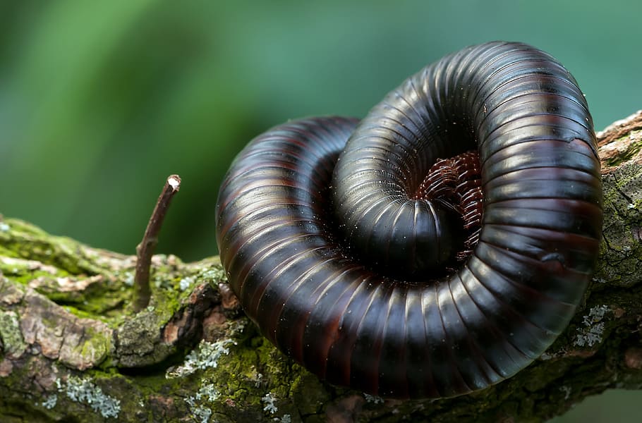 brown, worm, tree branch, black, giant centipedes, insect, terrarium, millipede, animal, nature