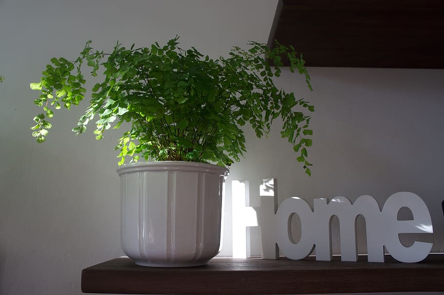 green leafed plants, At Home, Feel, At Ease, Luck, home, feel at ease, home sweet home, deco, decoration