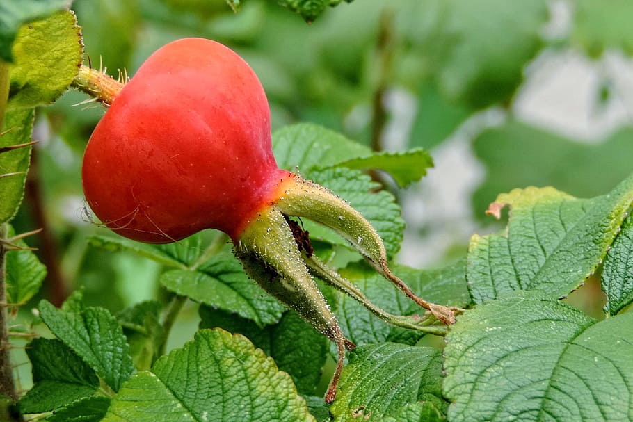 potato rose, wild rose, rosa rugosa, rose greenhouse, food, leaf, plant part, food and drink, red, plant