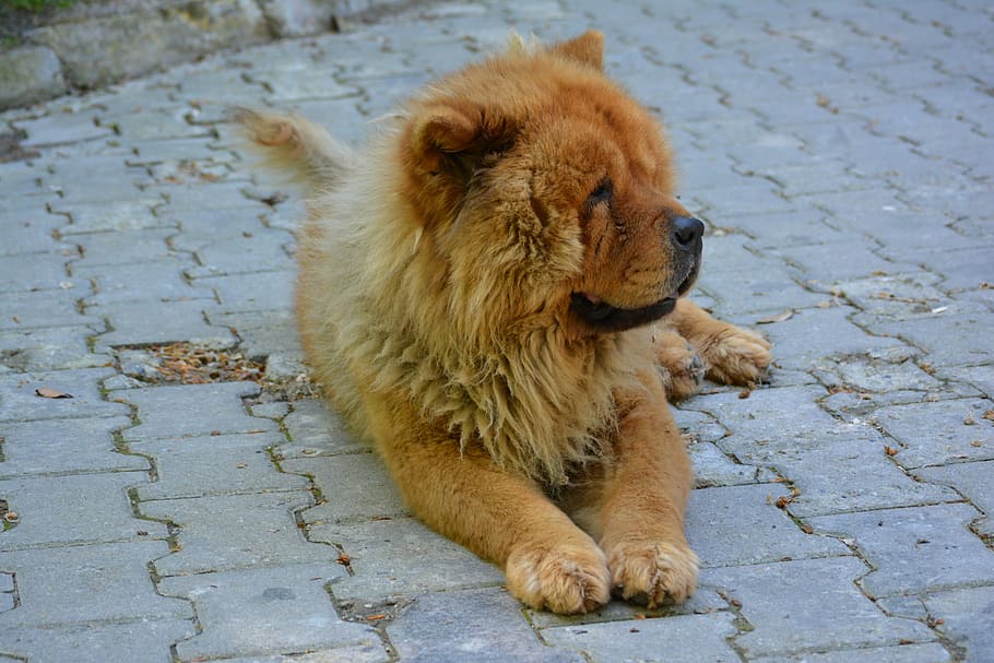 chow chow, tibet lion, dog, lion, look, animal, cute, pet, puppy, doggy