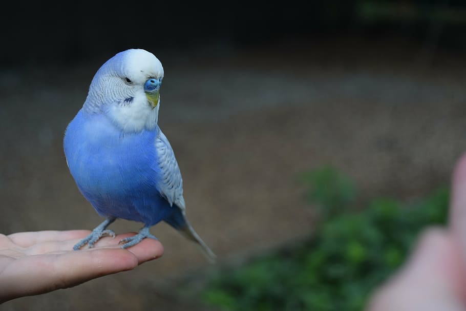 parakeet, cute, bird, blue, human hand, human body part, human finger, holding, one person, animal themes