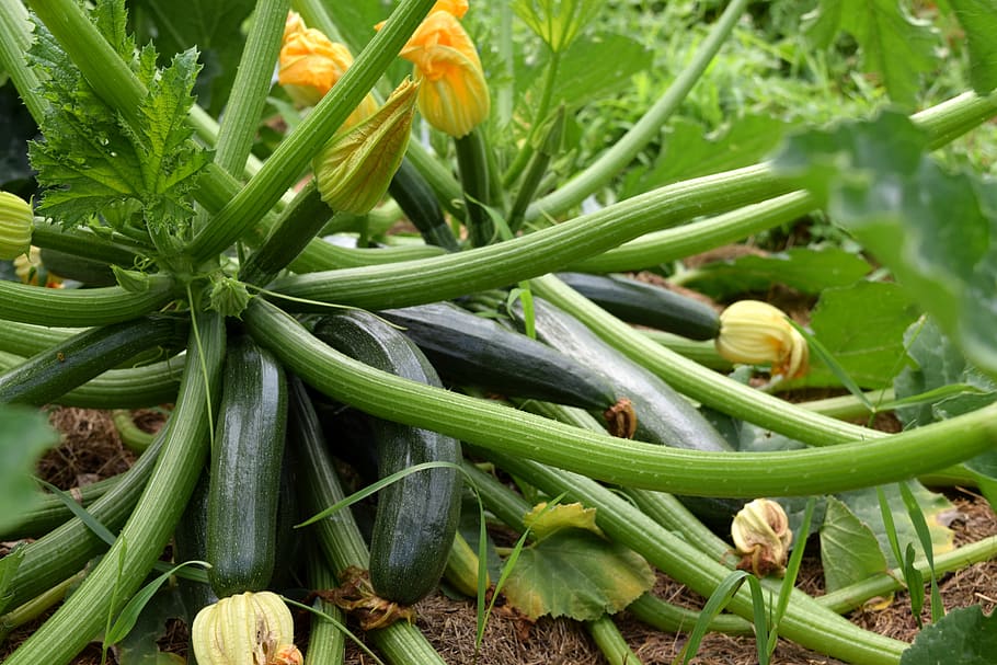 zucchini, garden, food, plant, healthy, nutrition, harvest, nature, squash, fresh