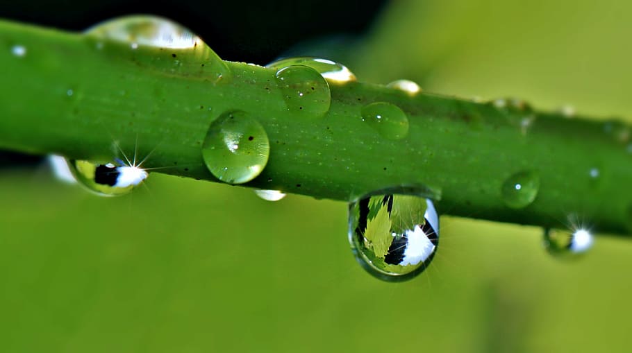 macro photography, water droplet, plant, drip, raindrop, drop of water, grapevine, wine leaf, mirroring, macro