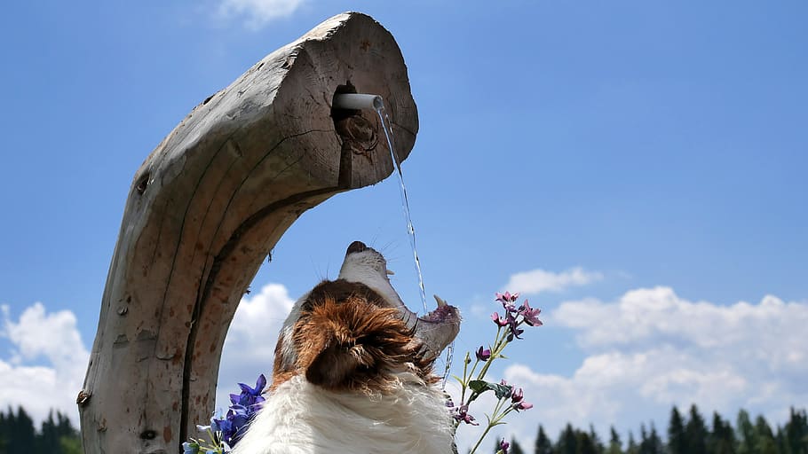 border collie, fountain, drink, dog, rear view, sky, one person, women, lifestyles, real people