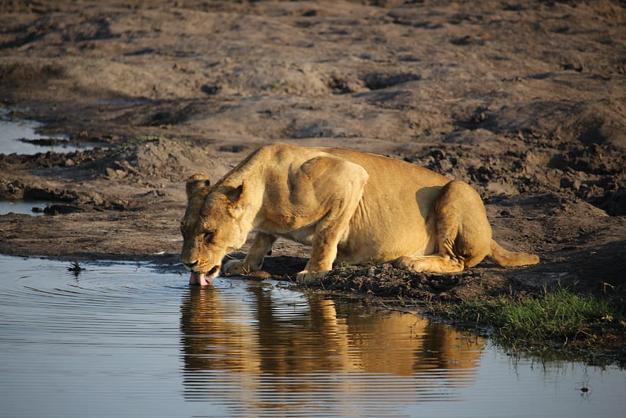 lioness, wildlife, zimbabwe, animal, animal themes, water, mammal, animal wildlife, animals in the wild, one animal
