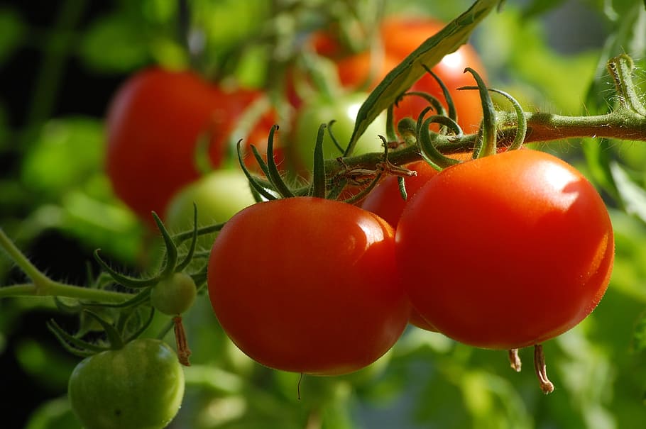 selektif, foto fokus, buah-buahan tomat, tomat, tanaman, makanan, sayuran, penanaman sayuran, taman, infructescence