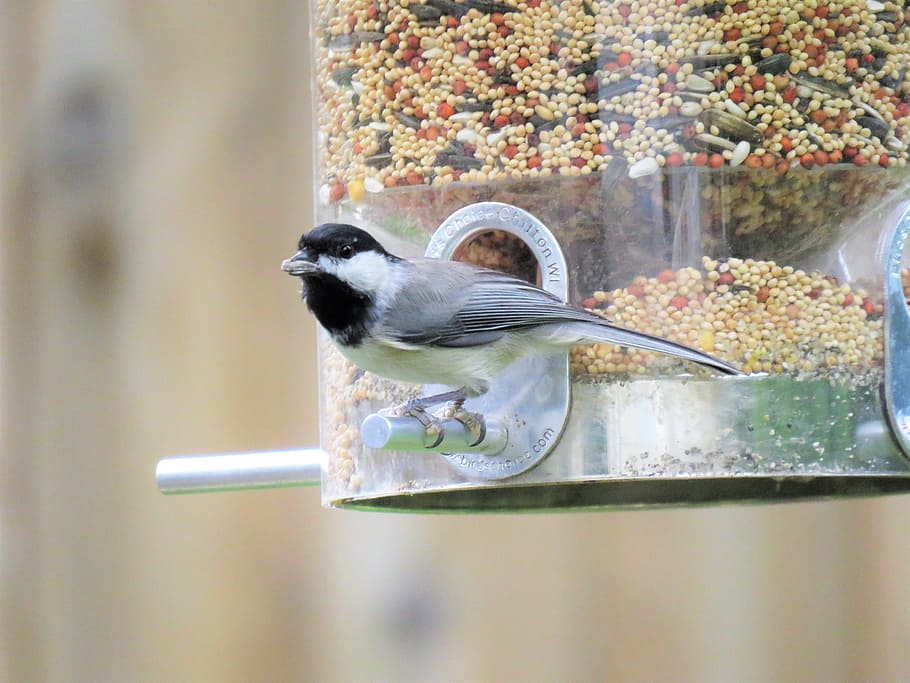 鳥 黒と灰色 鳥の餌箱 野生動物 動物テーマ 動物 1匹の動物 動物野生動物 脊椎動物 食べ物 Pxfuel