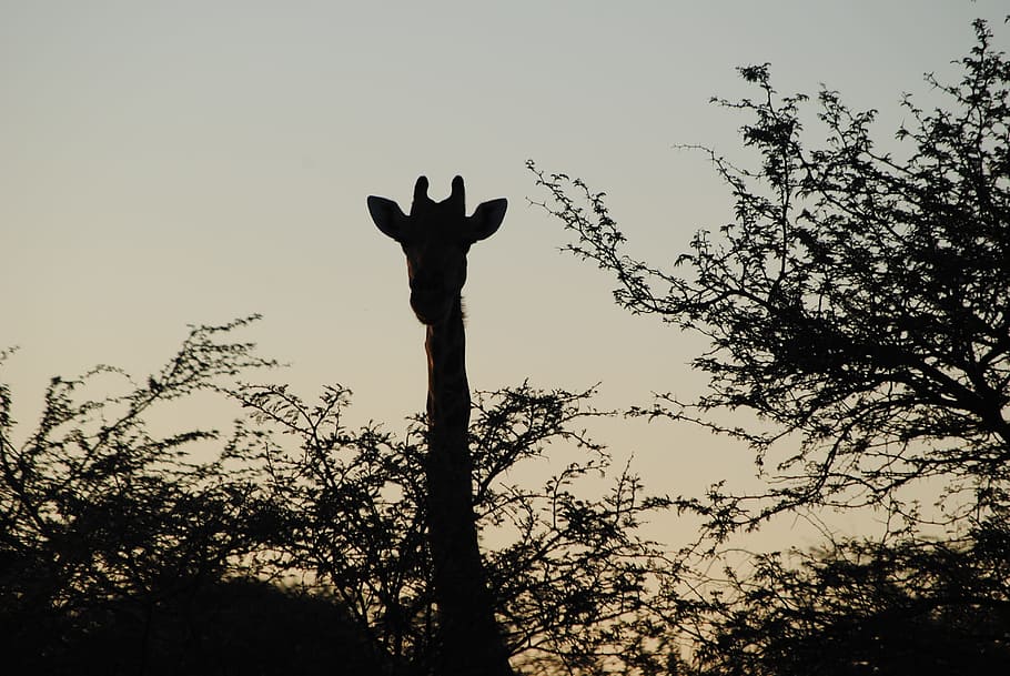 Africa, Namibia, Giraffe, Silhouette, animals, nature, grass, landscape, savannah, wild