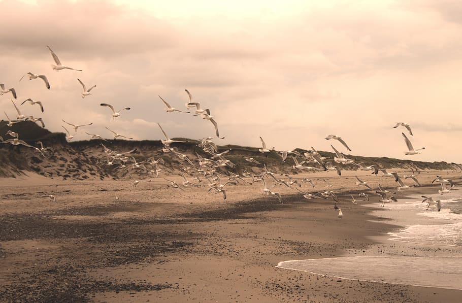 gulls, beach, sepia, bird, north sea, most beach, sky, wave, animal, water