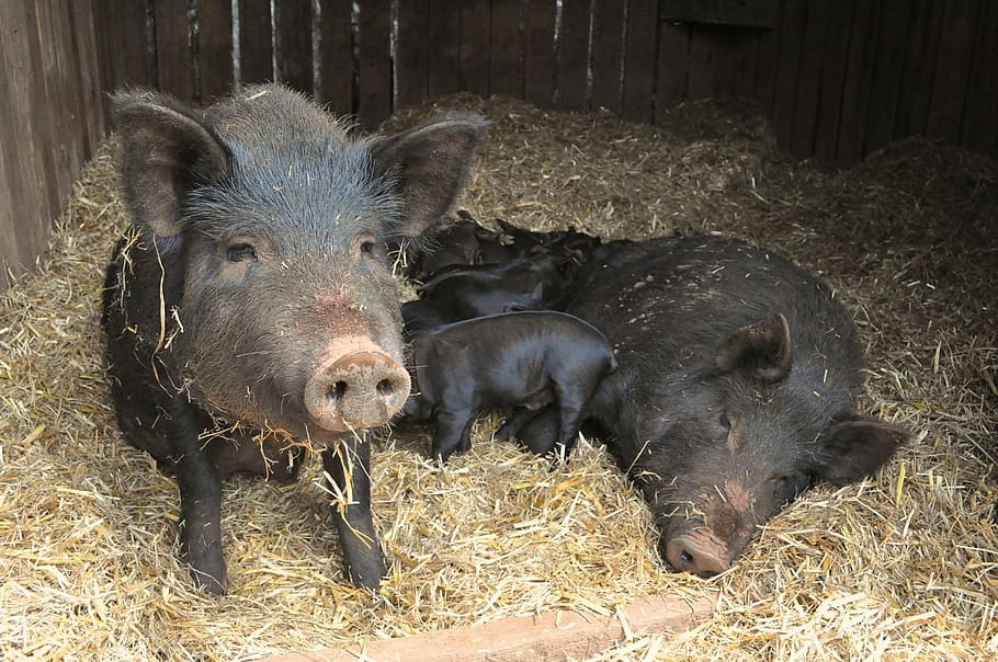 Vivid Arts-la vida real cerdos-Dormir lechón bebé cerdo animales de granja