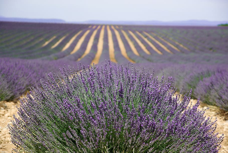 Cama, púrpura, flores peladas, provenza, valensol, lavanda, perfume, provenza-Alpes-Cote d'Azur, meseta de Valensole, naturaleza