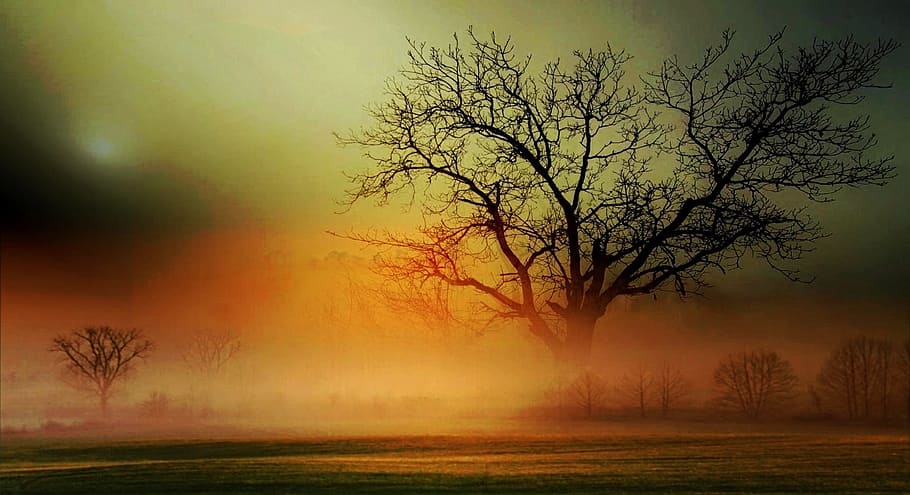 brown, bare, tree fields, landscape, fog, scenic, colorful, sky, trees, orange