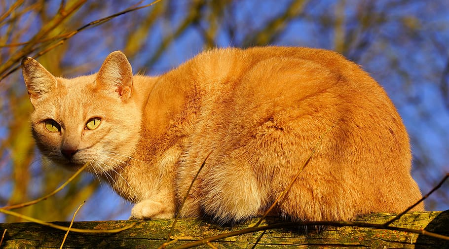 orange, tabby, cat, tree branch, female, garden, sun, winter, domestic cat, cat face