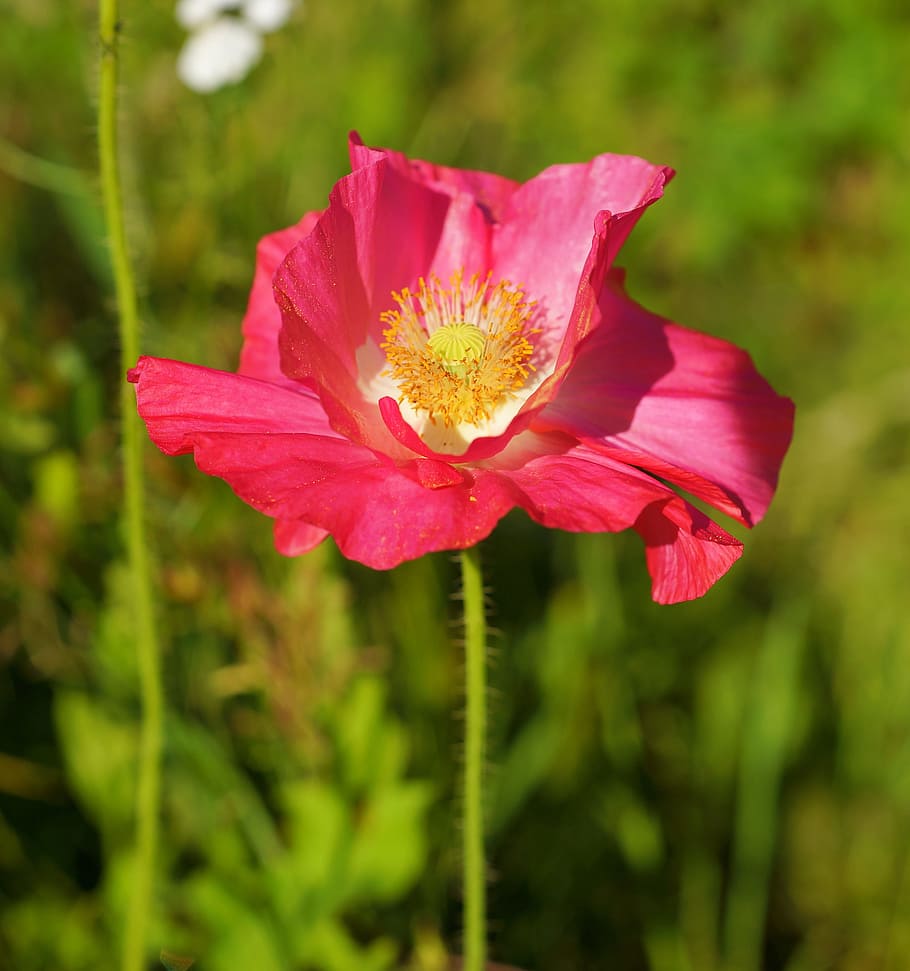 セレクティブ フォーカス写真 赤 ケシの花 ポピー ピンク 花 ブルーム ブロッサム モンゲワヒス Pxfuel
