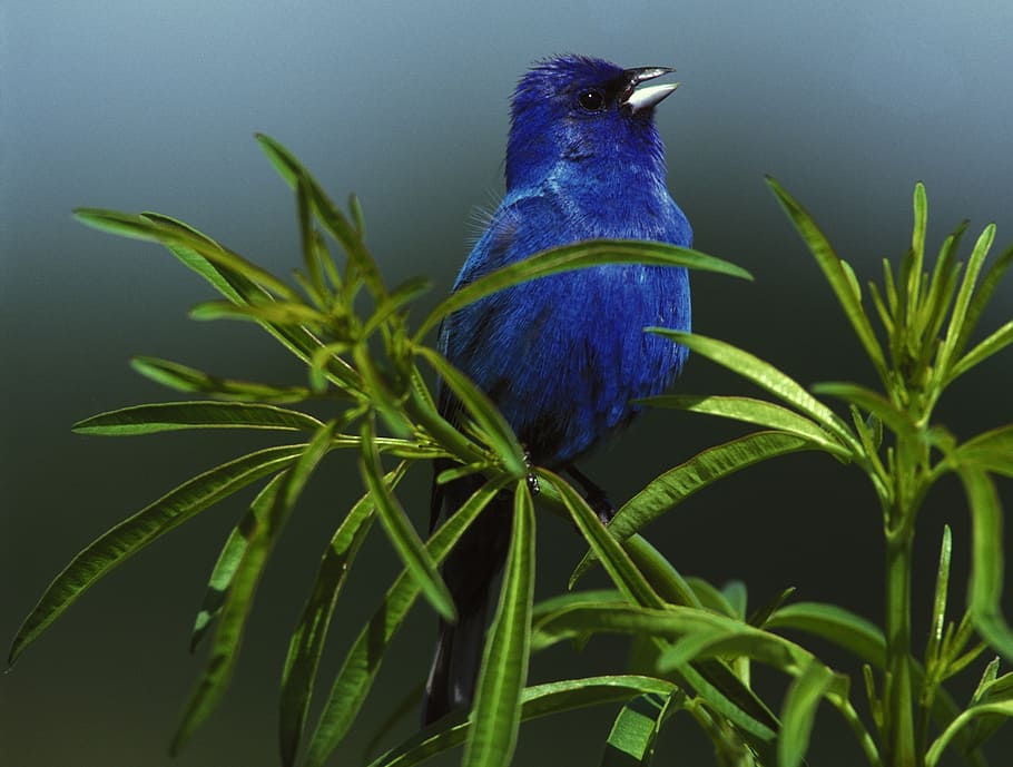 closeup, blue, bird, green, plant, indigo bunting, male, small, wildlife, nature