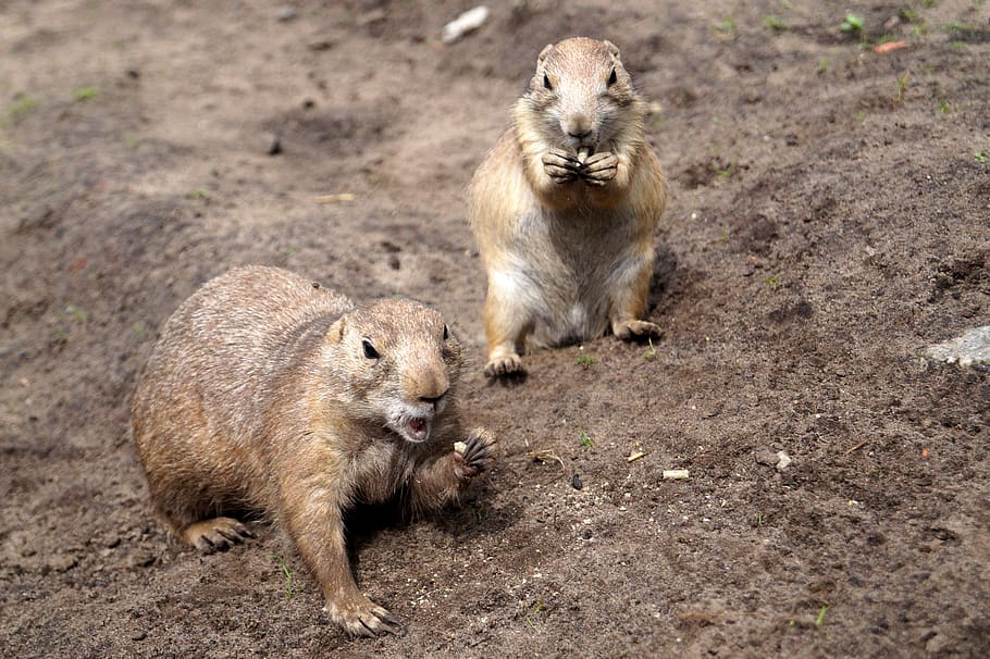 prairie dogs, rodents, animals, zoo, eat, mouth, open mouth, food, animal themes, animal