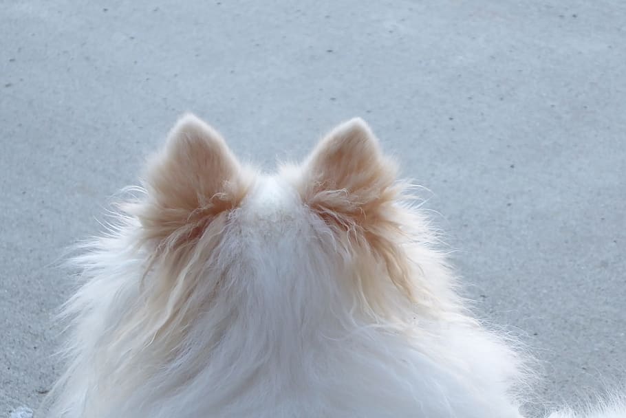 ポメラニアン耳, 白いポメラニアン, 頭, 頭の後ろ, ポンポン, 犬, 子犬, 家畜, 一匹, 哺乳類