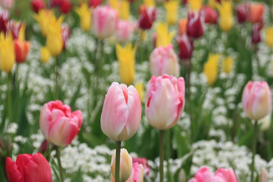 チューリップ, 花, 牧草地, 春の花, 春, 自然, 黄色, ピンク, 切り花, バイオレット