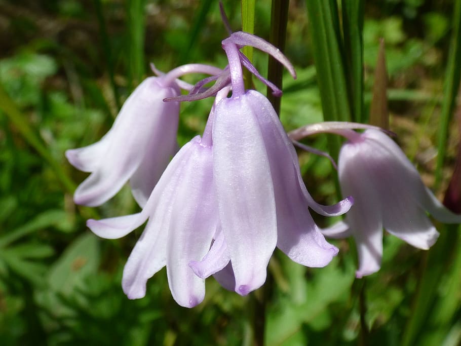 pink flower, bluebell, spring, plant, freshness, flowering plant, beauty in nature, close-up, flower, petal