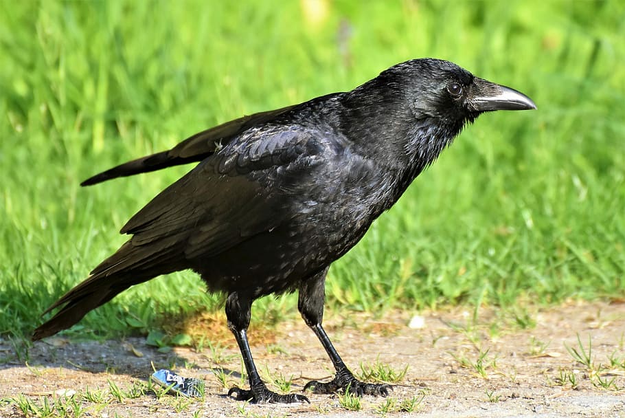 corvo negro, corvo, pássaro corvo, pássaro, projeto de lei, corvo de carniça, corvo comum, curioso, procurar por comida, preto