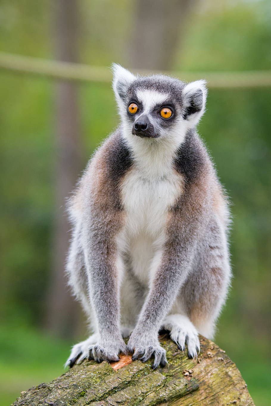 Dering, Lemur, miring, bergeser, lensa, satwa liar hewan, hewan di alam liar, satu hewan, fokus pada latar depan, mamalia
