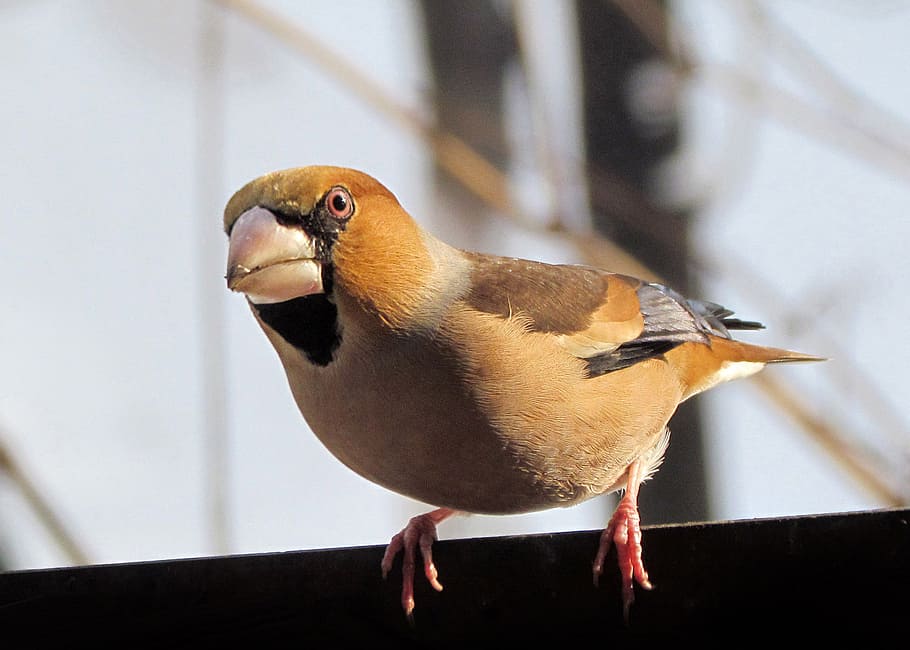 brown bird, hawfinch, birds, colorful, beak, wintering in bulgaria, bird, animal themes, animal, vertebrate